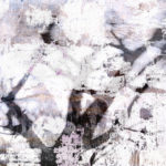 April Mountfort photographs: Light Leaving Trees in Winter #5