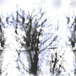 April Mountfort photographs: Light Leaving Trees in Winter #6