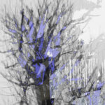 April Mountfort photographs: Light Leaving Trees in Winter #7