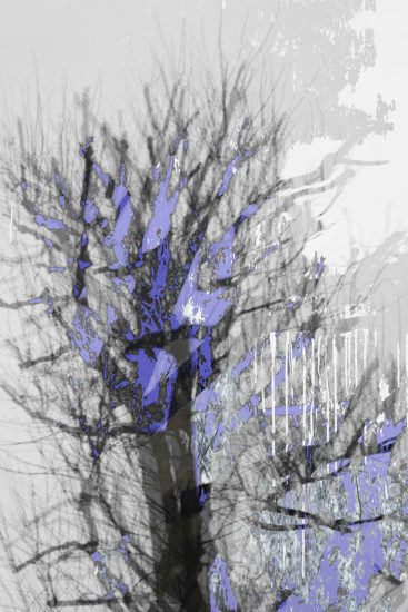 April Mountfort photographs: Light Leaving Trees in Winter #7