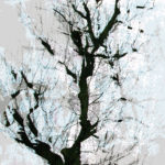 April Mountfort photographs: Light Leaving Trees in Winter #13