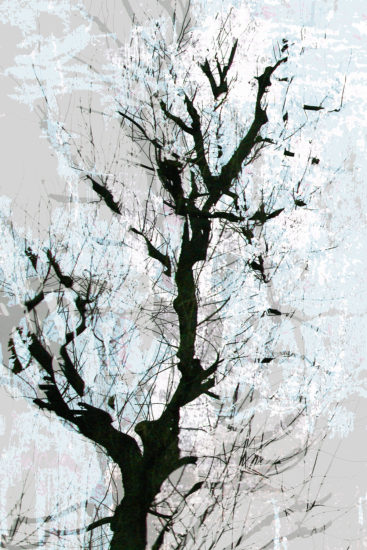 April Mountfort photographs: Light Leaving Trees in Winter #13